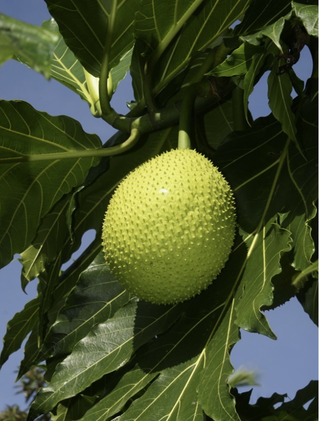 Breadfruit Profile