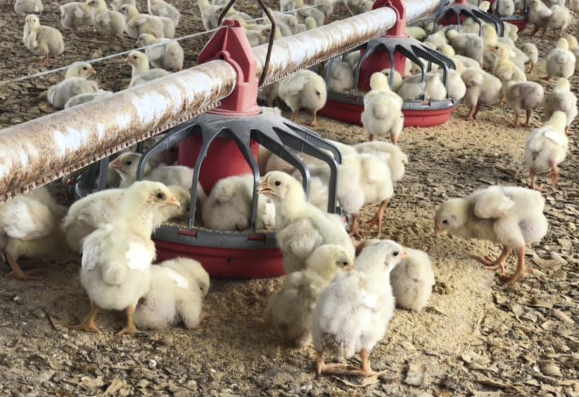 Poultry Bulletin 1- 11