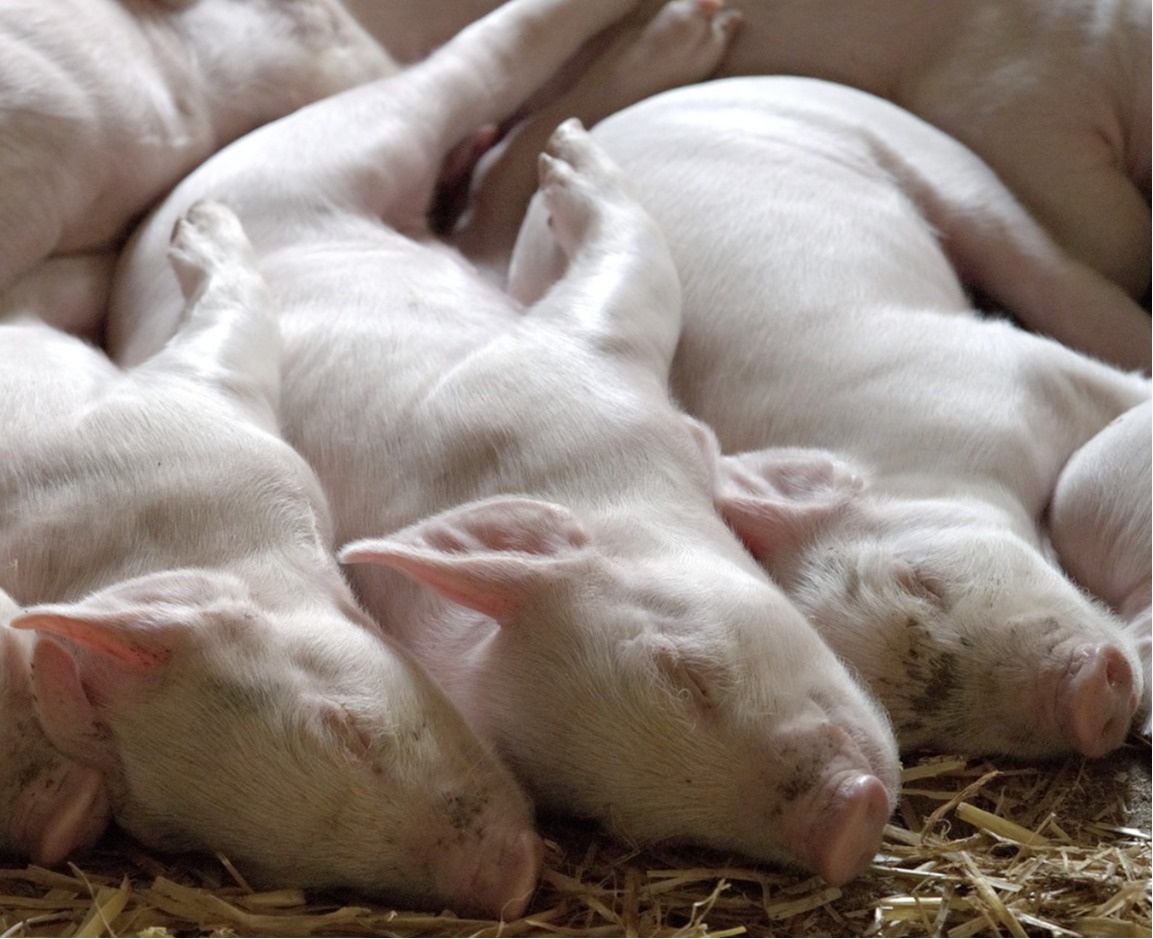 How to Inseminate a Pig