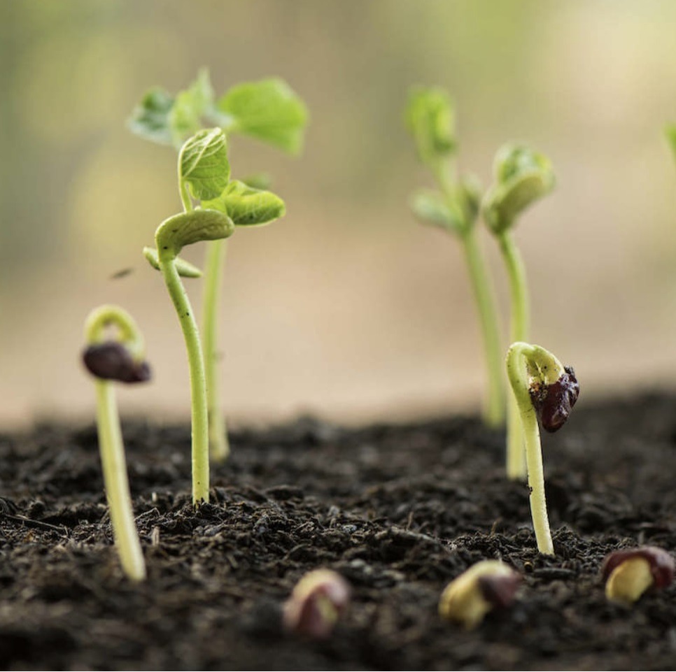 Where can I find planting materials?