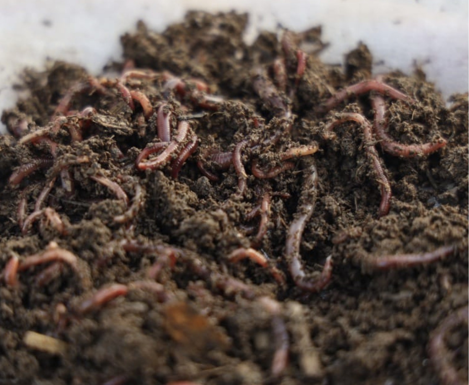 Vermiculture